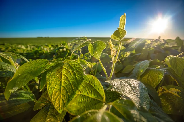 soja--1 Yara firma nova estratégia com distribuidores e mira fertilizantes de alta tecnologia