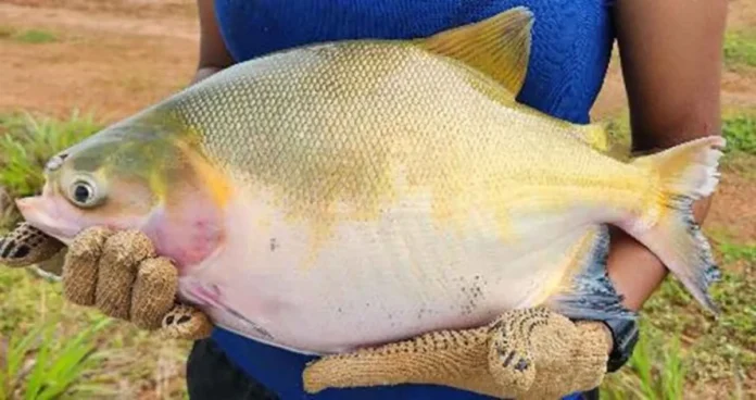 Integração de peixes eleva produtividade e reduz impacto ambiental na piscicultura amazônica