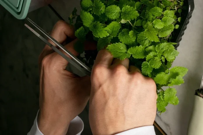 ingredientes funcionais para desempenho cognitivo e controle do estresse