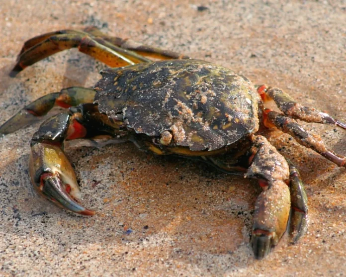caranguejos invasores usados na produção de proteína sustentável para aquicultura