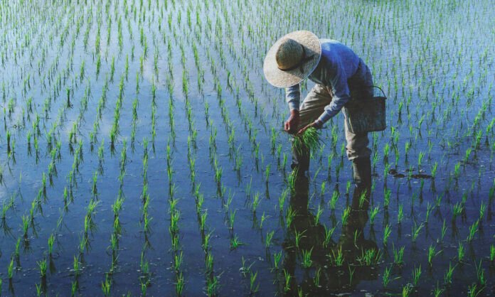Lavoura de arroz utilizando técnicas de manejo da água para reduzir emissões de metano e produzir arroz de baixa emissão